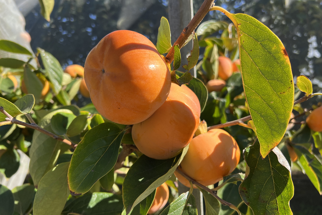 δ����__2023-07-06+10_07_45.png