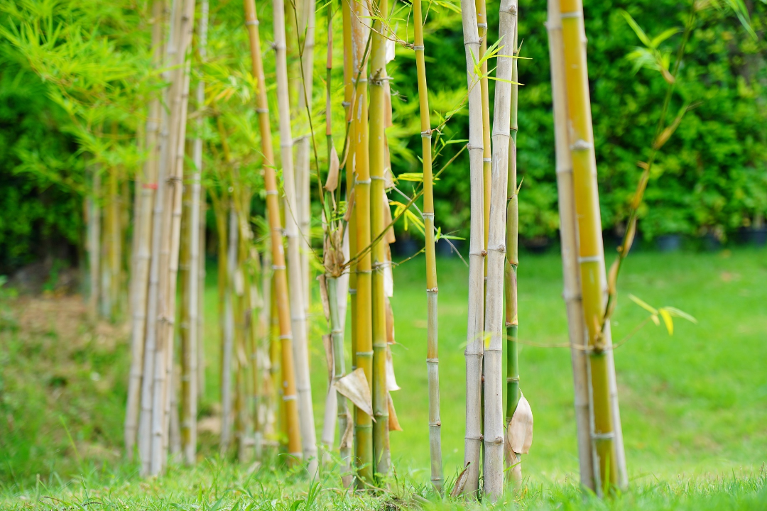 δ����__2024-06-21+11_33_31.png